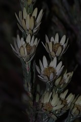 Leucadendron procerum