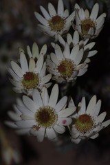 Leucadendron procerum