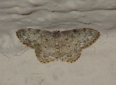 Idaea libycata