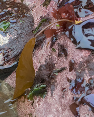 Laminaria setchellii