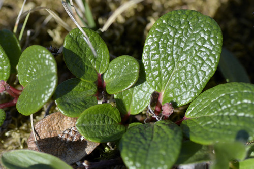 Net-leaved Willow