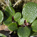 Salix reticulata reticulata - Photo (c) Heather Pickard, alguns direitos reservados (CC BY-NC), uploaded by Heather Pickard
