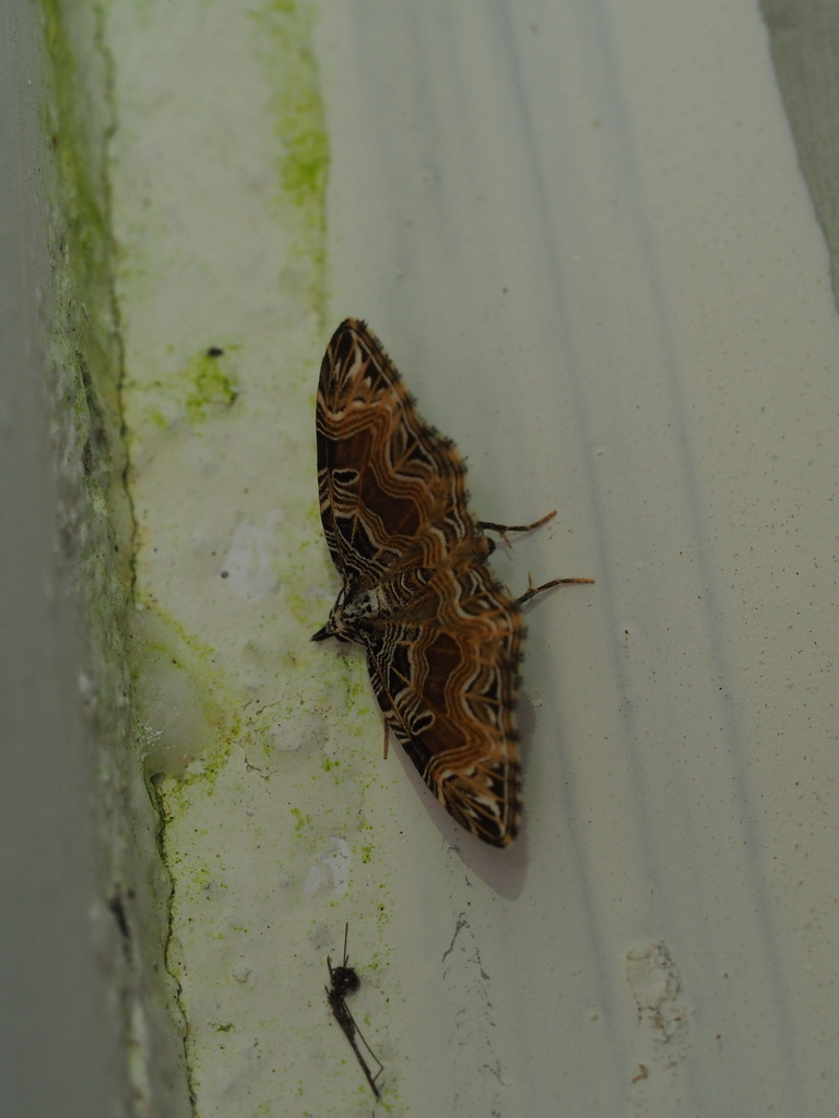 Lobogonodes taiwana