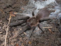 Selenocosmia