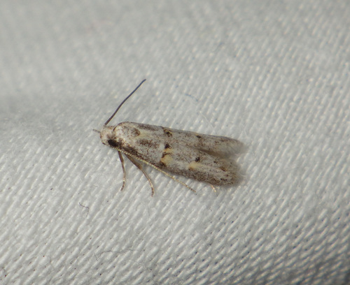 Symmocoides oxybiella
