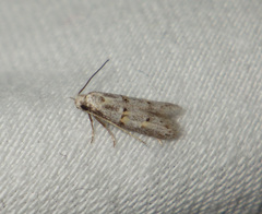 Symmocoides oxybiella