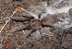 Selenocosmia