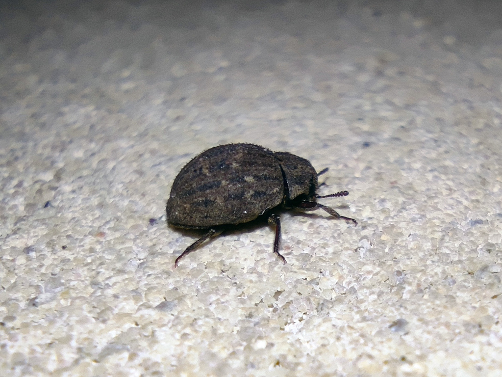 Porcinolus murinus