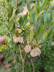 Combretum moggii