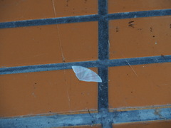 Ditrigona triangularia