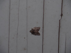 Liparopsis postalbida
