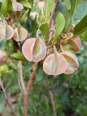 Combretum moggii