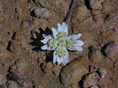 Xanthosia tomentosa