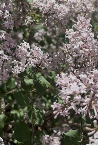 Bombylius anthophilus observed 2025-05-14
