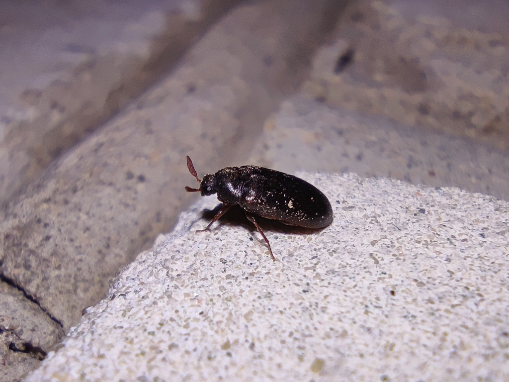 Globicornis emarginata