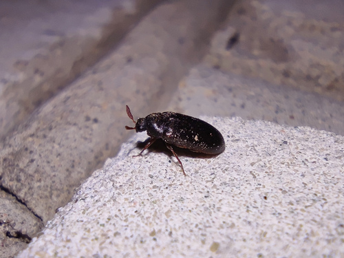 Globicornis emarginata