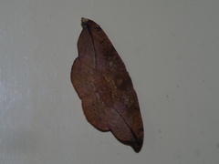 Oreta brunnea