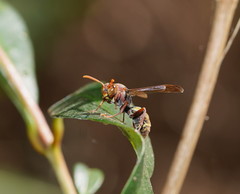 Polistes humilis synoecus
