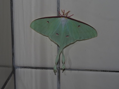 Actias neidhoeferi