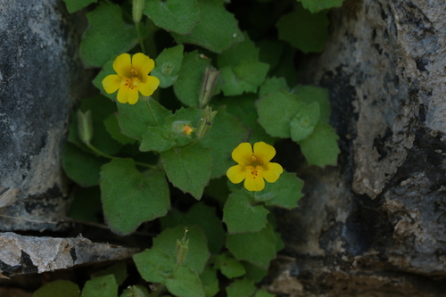 Erythranthe jungermannioides, photograph 6