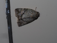 Blenina quinaria