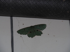 Chlorodontopera discospilata