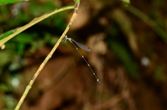 Protosticta gravelyi