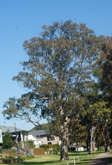 Eucalyptus amplifolia