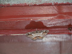 Rikiosatoa fucataria