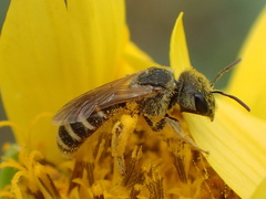 Halictus ligatus