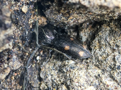 Paracardiophorus