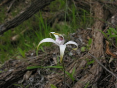 Caladenia hirta