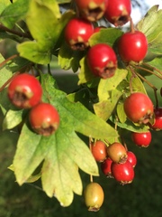 Crataegus