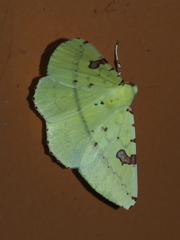 Opisthograptis punctilineata