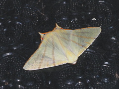 Ourapteryx sciticaudaria