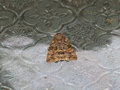 Blenina