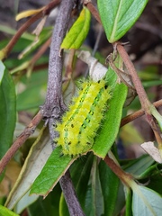 Fadogia homblei