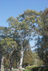 Eucalyptus amplifolia
