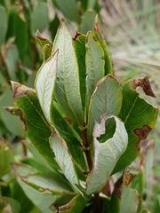 Fadogia homblei