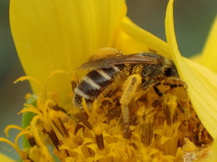 Halictus ligatus