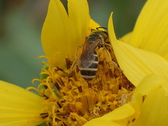 Halictus ligatus