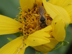 Halictus ligatus