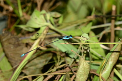 Caconeura
