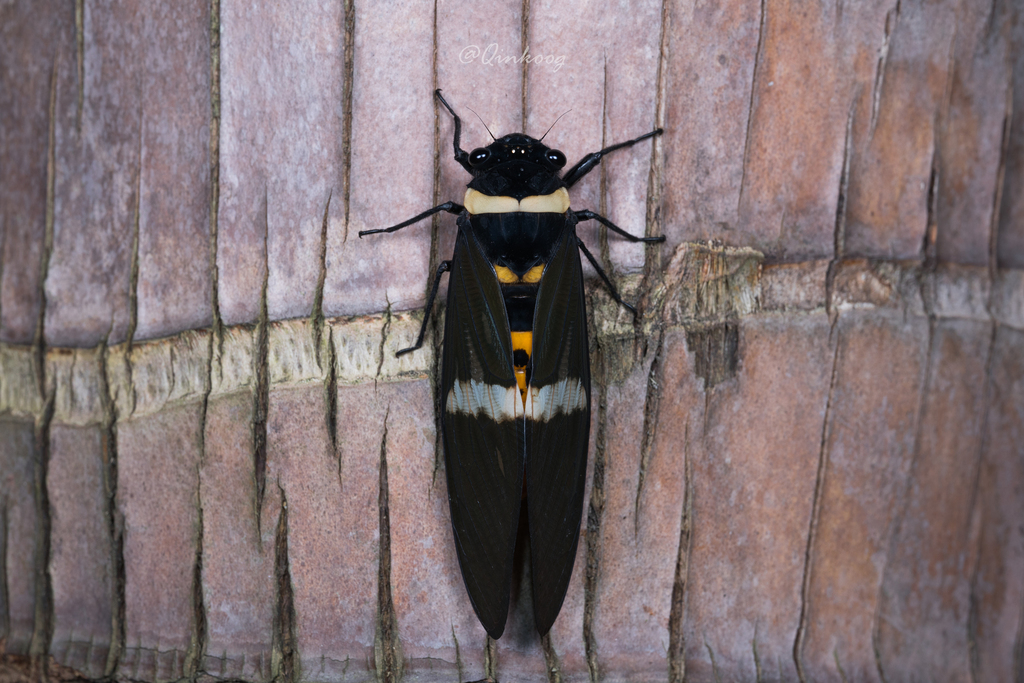 Tosena albata