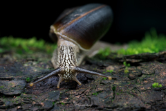 Cryptozona menglunensis