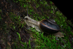 Cryptozona menglunensis