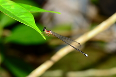 Indosticta deccanensis