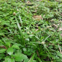 Cyperus mindorensis