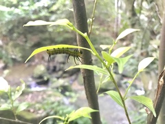 Euploea eunice hobsoni