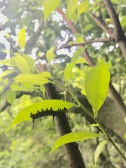 Euploea eunice hobsoni